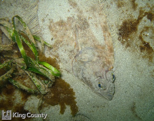 Photo of Pleuronectes vetulus